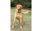 Adopt Homer a Red/Golden/Orange/Chestnut Labrador Retriever / Mixed dog in Park