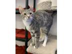 Adopt Lilac a Gray, Blue or Silver Tabby Domestic Shorthair (short coat) cat in