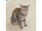 Adopt Shadow a Tabby