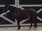 Adopt Cashew a Bay Grade horse in Nicholasville, KY (35953090)