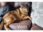 Adopt Vern a Tricolor (Tan/Brown & Black & White) Shepherd (Unknown Type) /