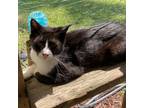Adopt Ryka a All Black Domestic Shorthair / Mixed cat in Sherman, NY (38390237)