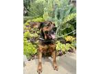 Adopt Marcus a Tricolor (Tan/Brown & Black & White) Rottweiler / Hound (Unknown