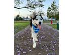 Adopt Teddy a White - with Black Siberian Husky / Mixed dog in Jupiter