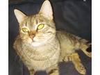 Adopt Umali a Brown Tabby Domestic Shorthair (short coat) cat in York