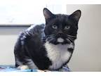Adopt Oscar a Black & White or Tuxedo Domestic Shorthair (short coat) cat in