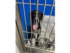 Adopt Grace a Black Mixed Breed (Medium) dog in Whiteville, NC (38132329)