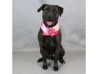 Adopt Millie a American Staffordshire Terrier