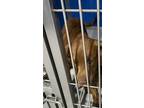 Adopt Maverick a Brown/Chocolate Labrador Retriever dog in Whiteville