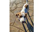 Adopt Brianna a White - with Brown or Chocolate Hound (Unknown Type) / Mixed dog