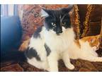 Adopt Luna a Black & White or Tuxedo Domestic Mediumhair (medium coat) cat in