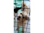 Adopt Lolita a Tan/Yellow/Fawn Terrier (Unknown Type, Small) / Cairn Terrier /