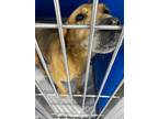 Adopt Mercedes a Tan/Yellow/Fawn Mixed Breed (Medium) dog in Whiteville