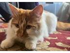 Adopt Ben a Orange or Red Domestic Mediumhair (medium coat) cat in Yamhill