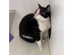 Adopt Cody a All Black Domestic Shorthair / Mixed cat in Spanish Fork