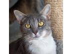Adopt Yasmine a Gray or Blue Domestic Shorthair / Mixed cat in Morgan Hill