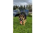 Adopt Dime a Black - with Brown, Red, Golden, Orange or Chestnut German Shepherd