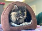 Adopt Juliette a Tortoiseshell