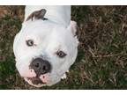 Adopt London a White Pit Bull Terrier / Mixed Breed (Medium) / Mixed dog in