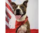 Adopt Rex a Brindle Pit Bull Terrier / Mixed dog in Yuma, AZ (38135527)