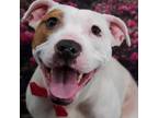 Adopt Sugar a White - with Tan, Yellow or Fawn Pit Bull Terrier / Mixed dog in
