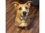 Adopt Rocko a Tan/Yellow/Fawn Collie / Mixed Breed (Large) / Mixed dog in