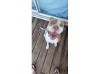 Adopt Princess Bella a Red/Golden/Orange/Chestnut Pit Bull Terrier / Mixed dog