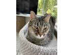 Adopt Kitty a Brown Tabby Domestic Shorthair (medium coat) cat in Ocala