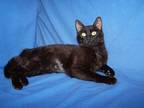 Adopt Dixie a All Black Domestic Shorthair (short coat) cat in Colorado Springs