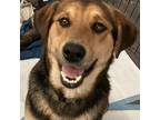 Adopt Penny a Black - with Brown, Red, Golden, Orange or Chestnut Shepherd