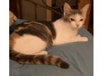 Adopt Adeline a Calico or Dilute Calico American Shorthair (short coat) cat in