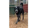 Adopt Roxy a Flat-Coated Retriever