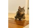 Adopt Martin a Gray or Blue British Shorthair / Mixed (short coat) cat in New