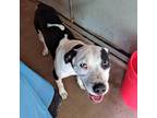Adopt Pocky a White - with Tan, Yellow or Fawn Pit Bull Terrier / Mixed dog in