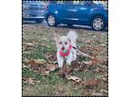 Adopt Chicke a White Poodle (Toy or Tea Cup) / Mixed dog in Claymont