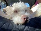 Adopt Chicke a White Poodle (Toy or Tea Cup) / Mixed dog in Claymont