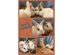 Adopt Zinc and Marbles a White Lionhead / Mixed rabbit in Laurens, SC (38137904)