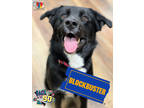 Adopt Blockbuster a Black Retriever (Unknown Type) / Mixed dog in Grand Island