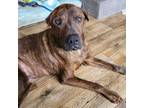 Adopt Angelo a Brown/Chocolate Shar Pei / Staffordshire Bull Terrier / Mixed dog