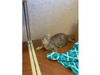Adopt Roman a Gray, Blue or Silver Tabby Domestic Shorthair (short coat) cat in