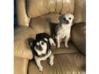 Adopt Kyley and Wilie a Black - with Brown, Red, Golden, Orange or Chestnut
