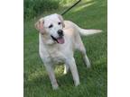 Adopt Precious (Bonded Pair w/Duke) a Tan/Yellow/Fawn - with White Labrador