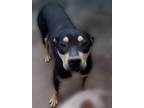 Adopt Nelson a Black - with Tan, Yellow or Fawn Pit Bull Terrier / Labrador