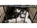 Adopt Mocha a White Domestic Shorthair / Domestic Shorthair / Mixed cat in