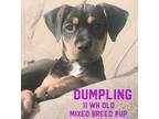 Adopt Dumpling a Black - with Brown, Red, Golden, Orange or Chestnut Mixed Breed