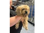 Adopt Versace a Tan/Yellow/Fawn Shih Tzu dog in Whiteville, NC (38139922)