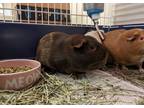 Adopt Cleo a Guinea Pig small animal in Concord, NH (38139936)