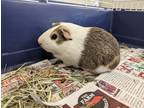 Adopt Figaro a Guinea Pig small animal in Concord, NH (38139937)