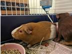 Adopt Geppetto a Guinea Pig small animal in Concord, NH (38139938)