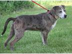 Adopt Duke (Neutered) a Merle Catahoula Leopard Dog / Mixed dog in Marietta